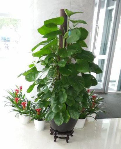 广州植物养护